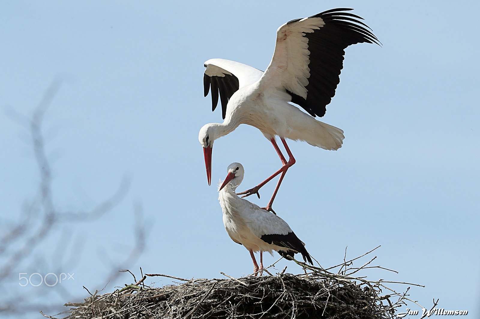 Canon EOS-1D X Mark II + Canon EF 300mm F2.8L IS II USM sample photo. Stork photography