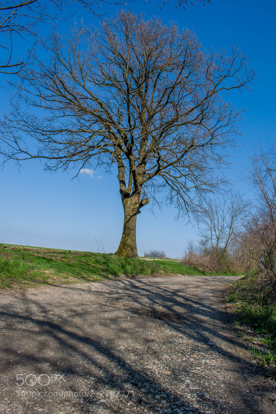 Nikon D5300 sample photo. Oak tree photography