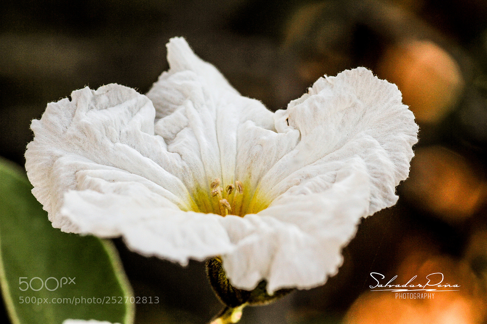 Canon EOS 7D sample photo. A pretty white flower photography