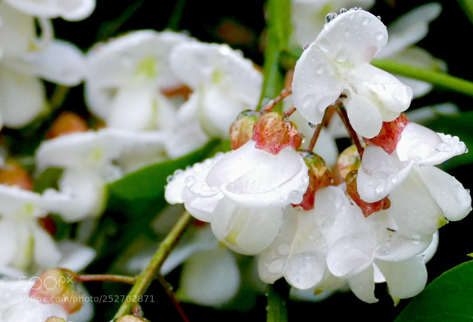 Panasonic Lumix DMC-FZ1000 sample photo. Flowers after rain photography