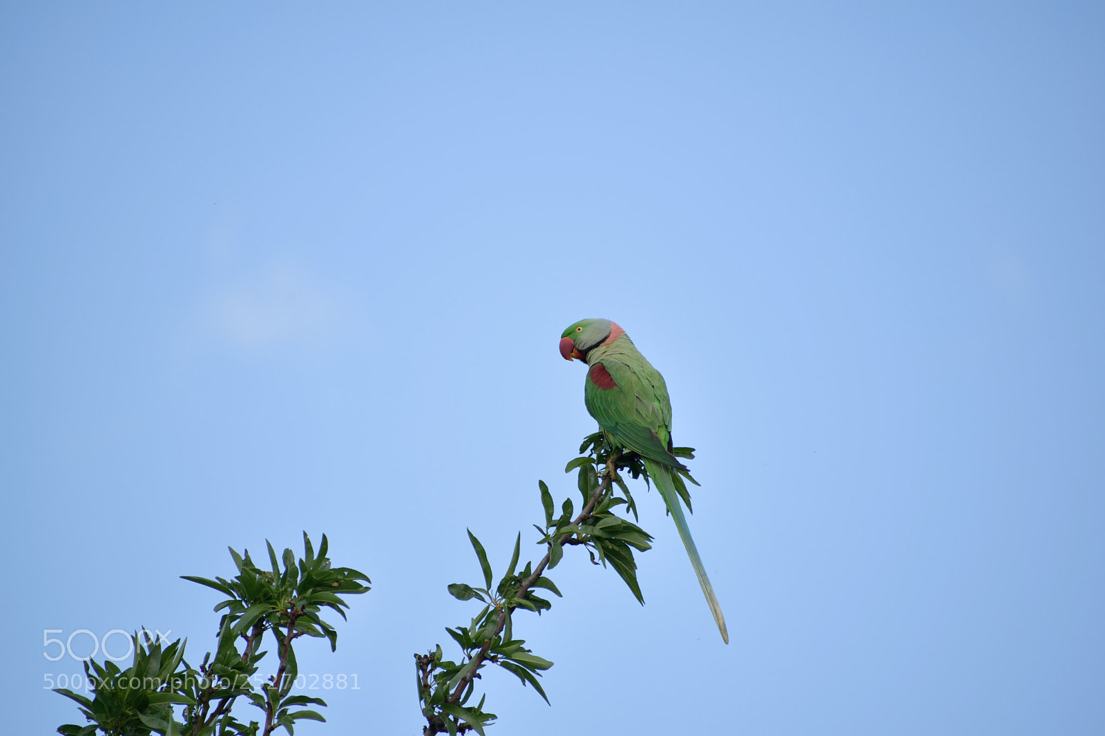 Nikon D3300 sample photo. Alexandrine parakeet close up. photography