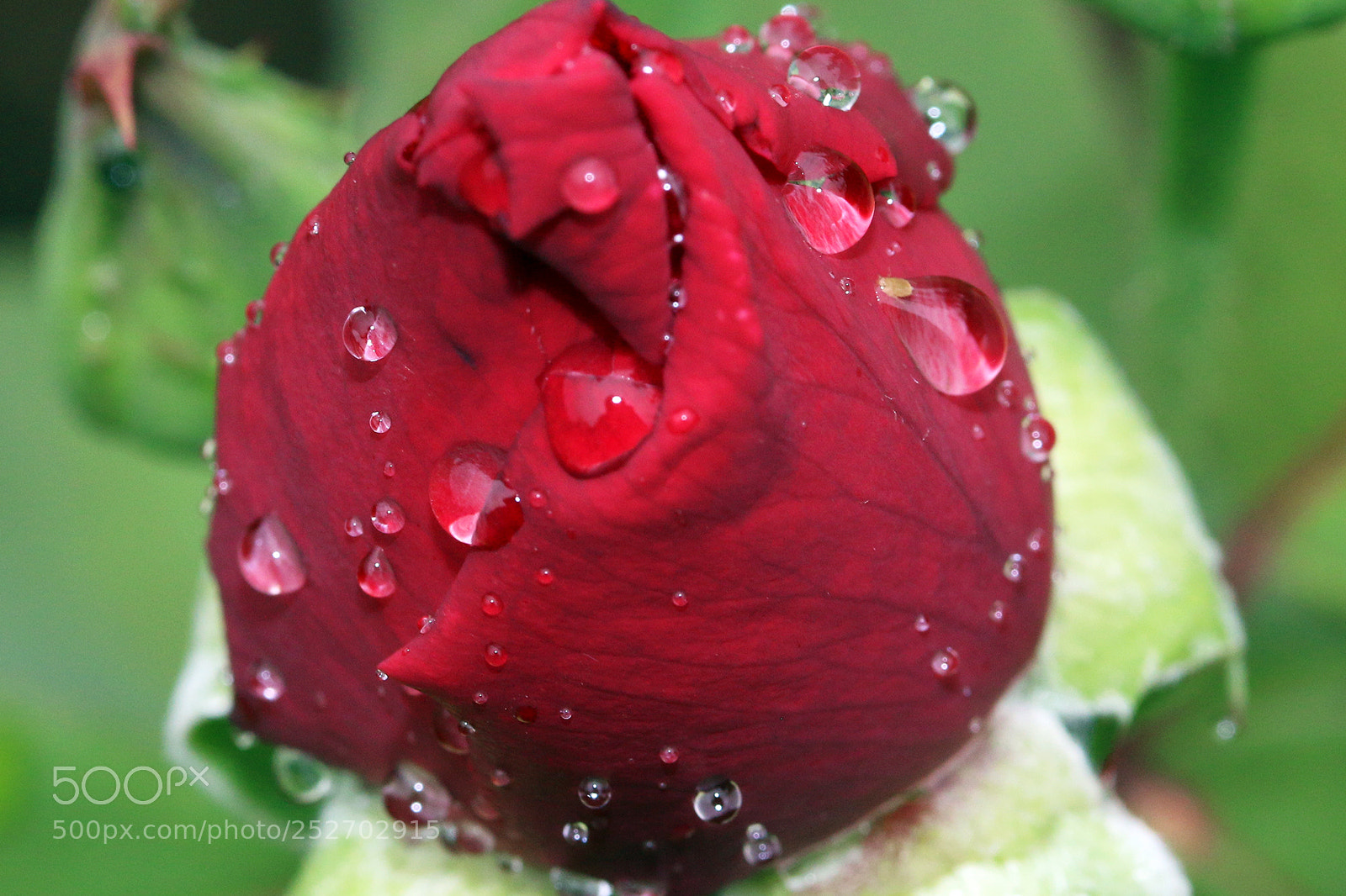 Canon EOS 70D sample photo. Dewdrops on a rose photography
