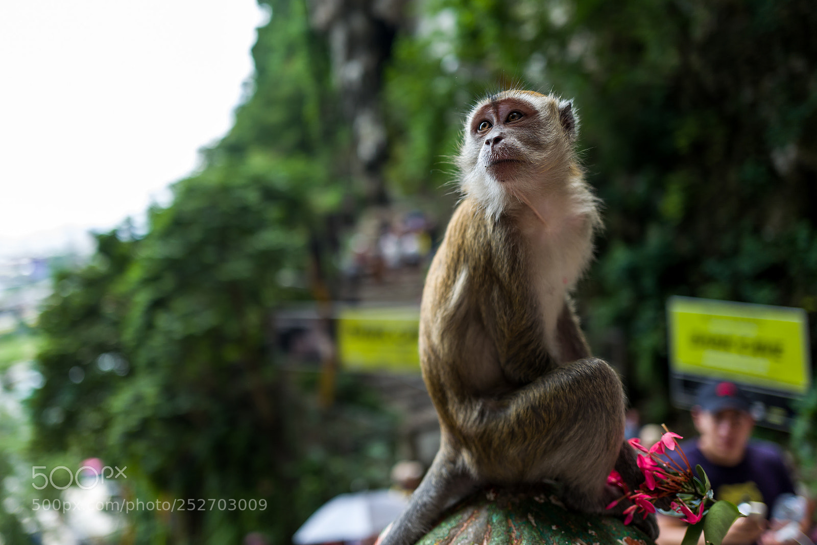 Leica Q (Typ 116) sample photo. A monkey near the photography