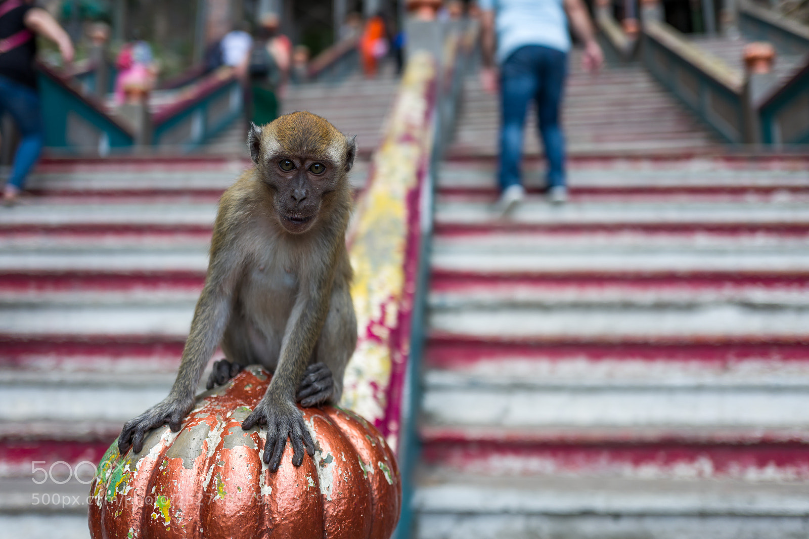 Leica Q (Typ 116) sample photo. A monkey near the photography