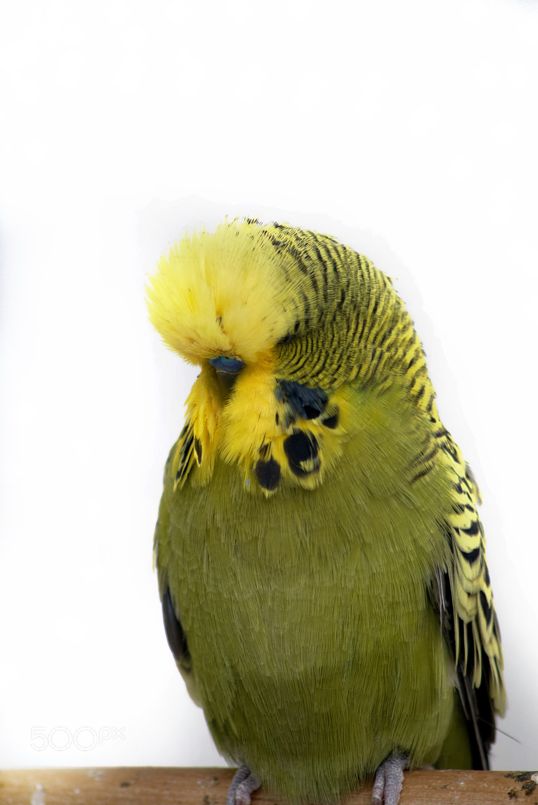 Sigma 70-300mm F4-5.6 APO DG Macro sample photo. Green and yellow budgie photography