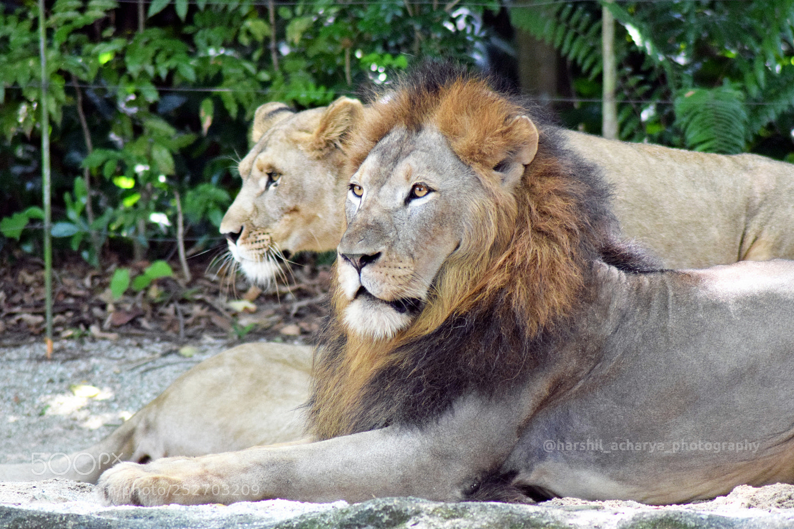 Nikon D3300 sample photo. The king & his pride photography