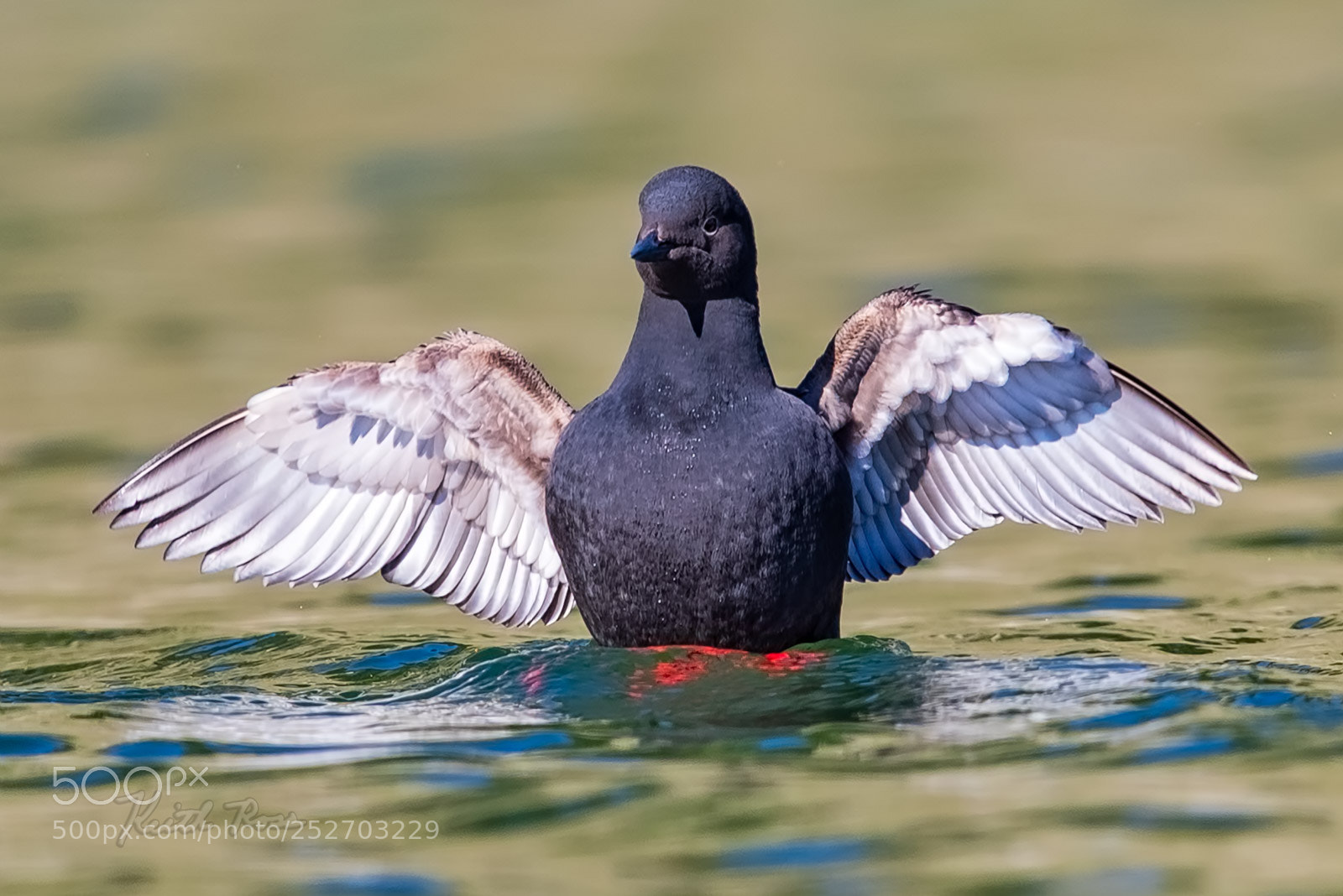 Canon EOS-1D X Mark II sample photo. 613. pigeon guillemot photography