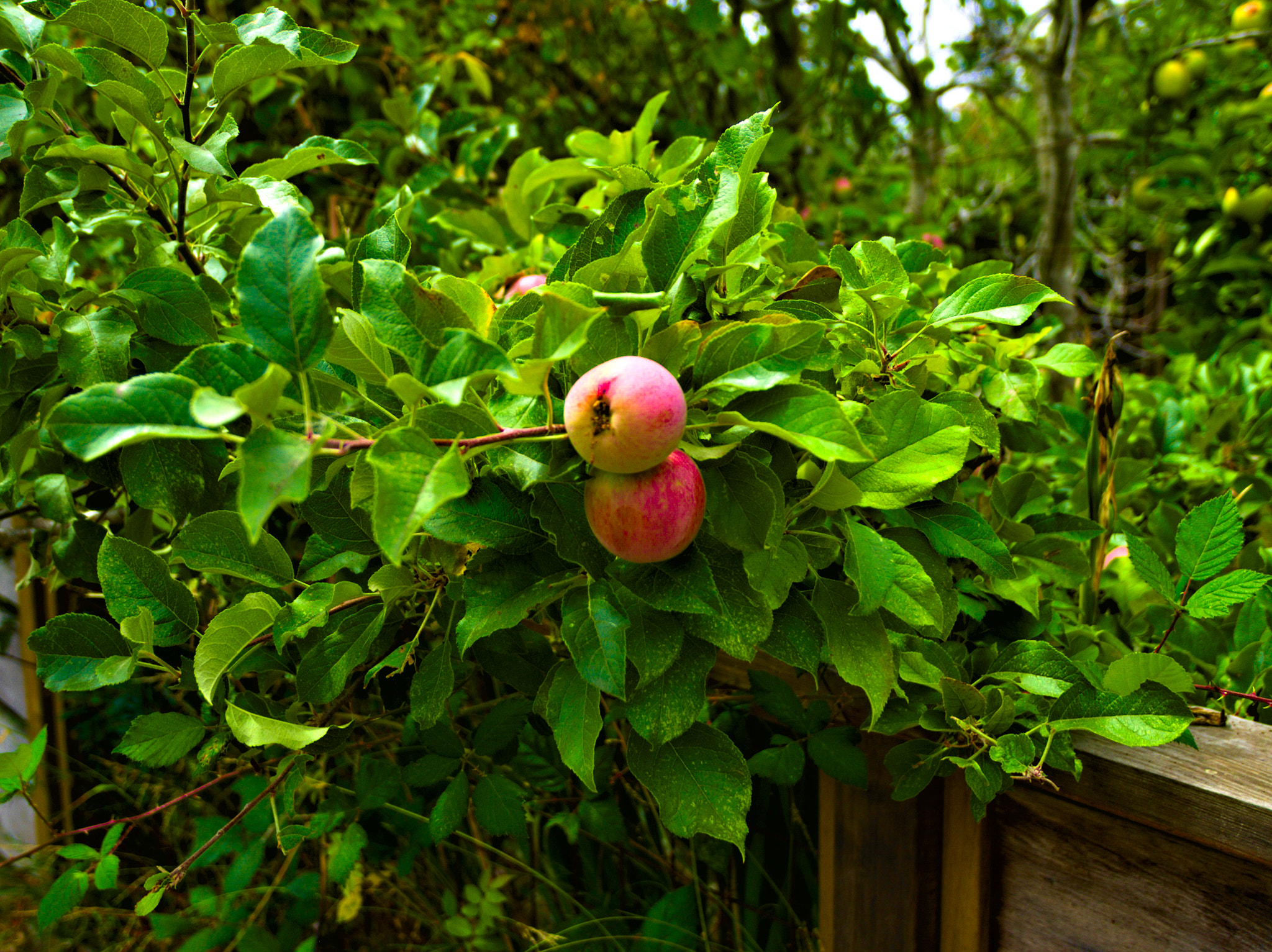 Olympus E-1 sample photo. Olympus digital camera photography