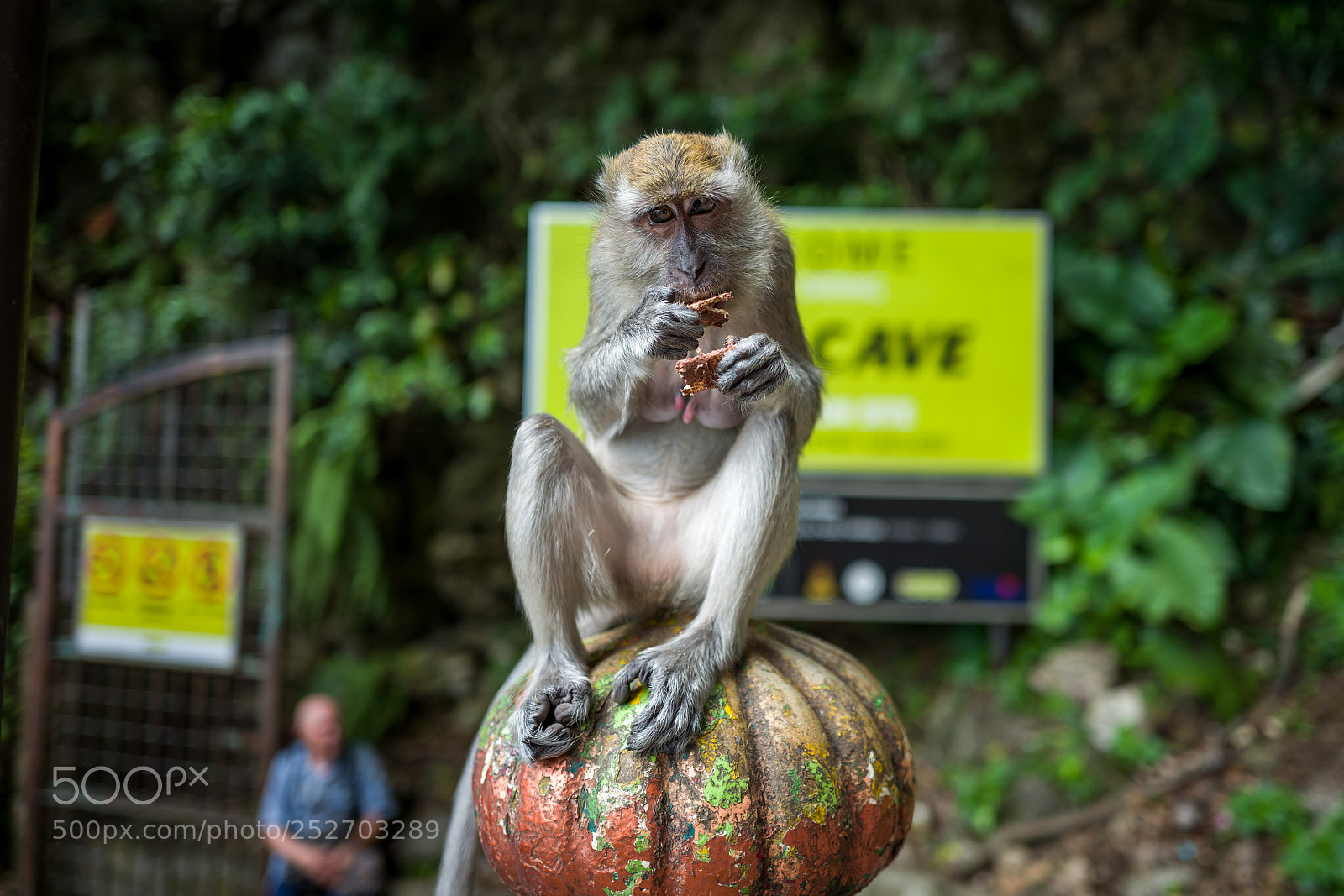 Leica Q (Typ 116) sample photo. A monkey near the photography