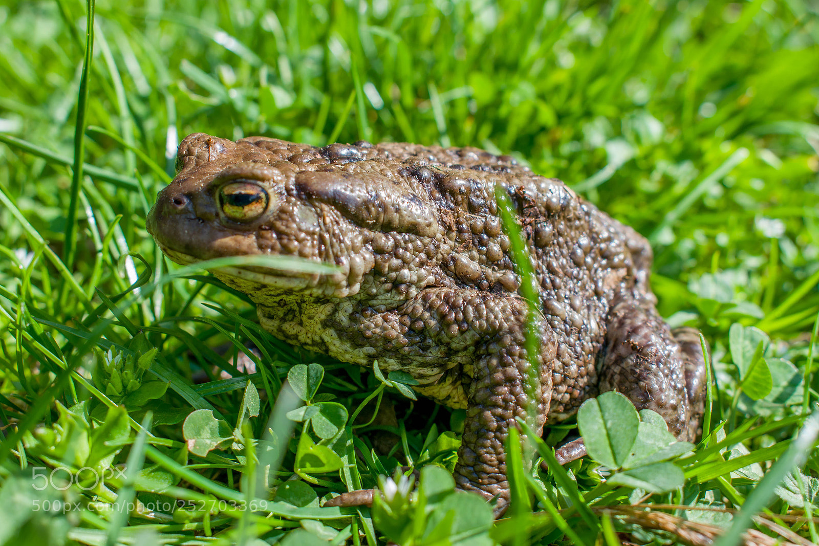 Nikon D5300 sample photo. Toad photography