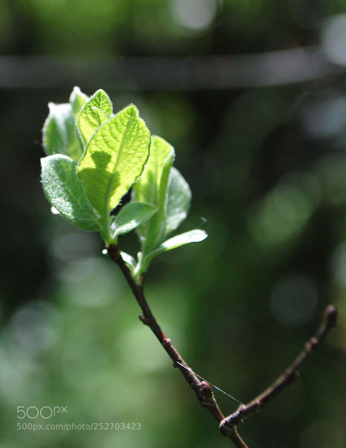 Nikon D60 sample photo. Dcfdcorig photography