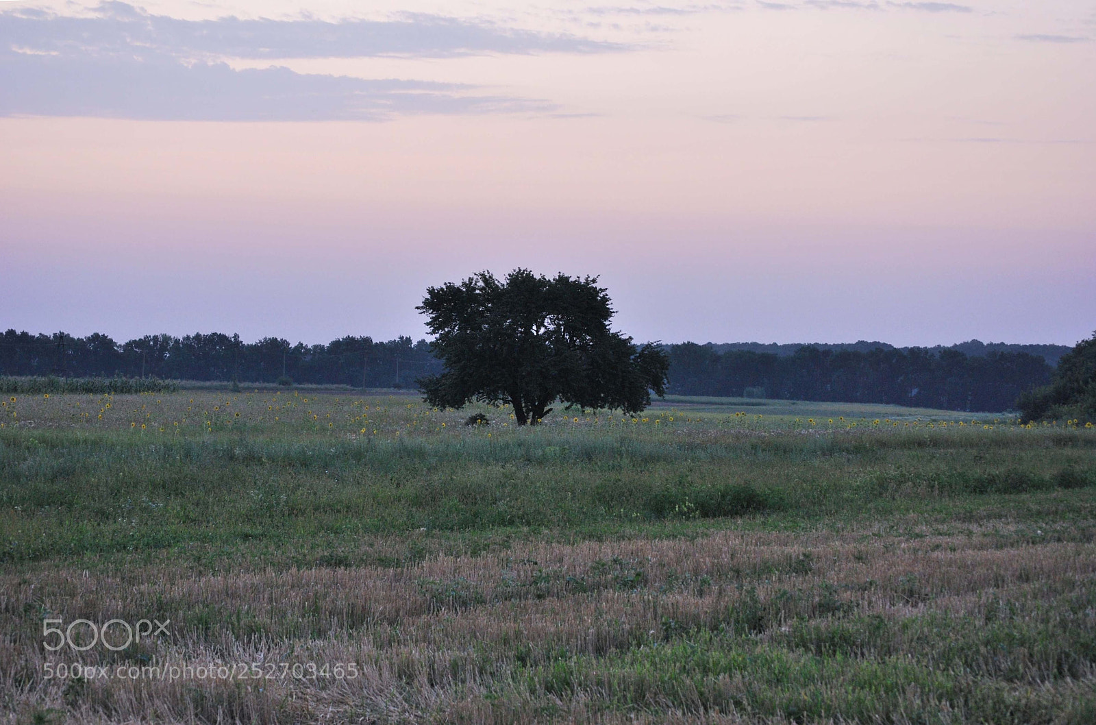 Nikon D60 sample photo. Dedorig photography