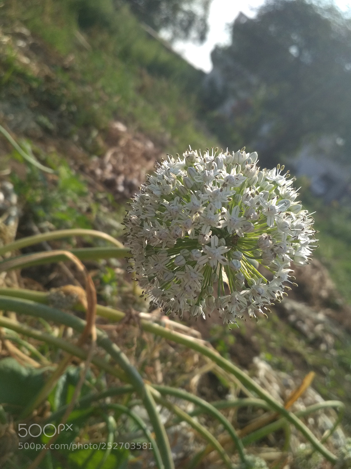 Xiaomi Redmi 4 Pro sample photo. Untitled photography