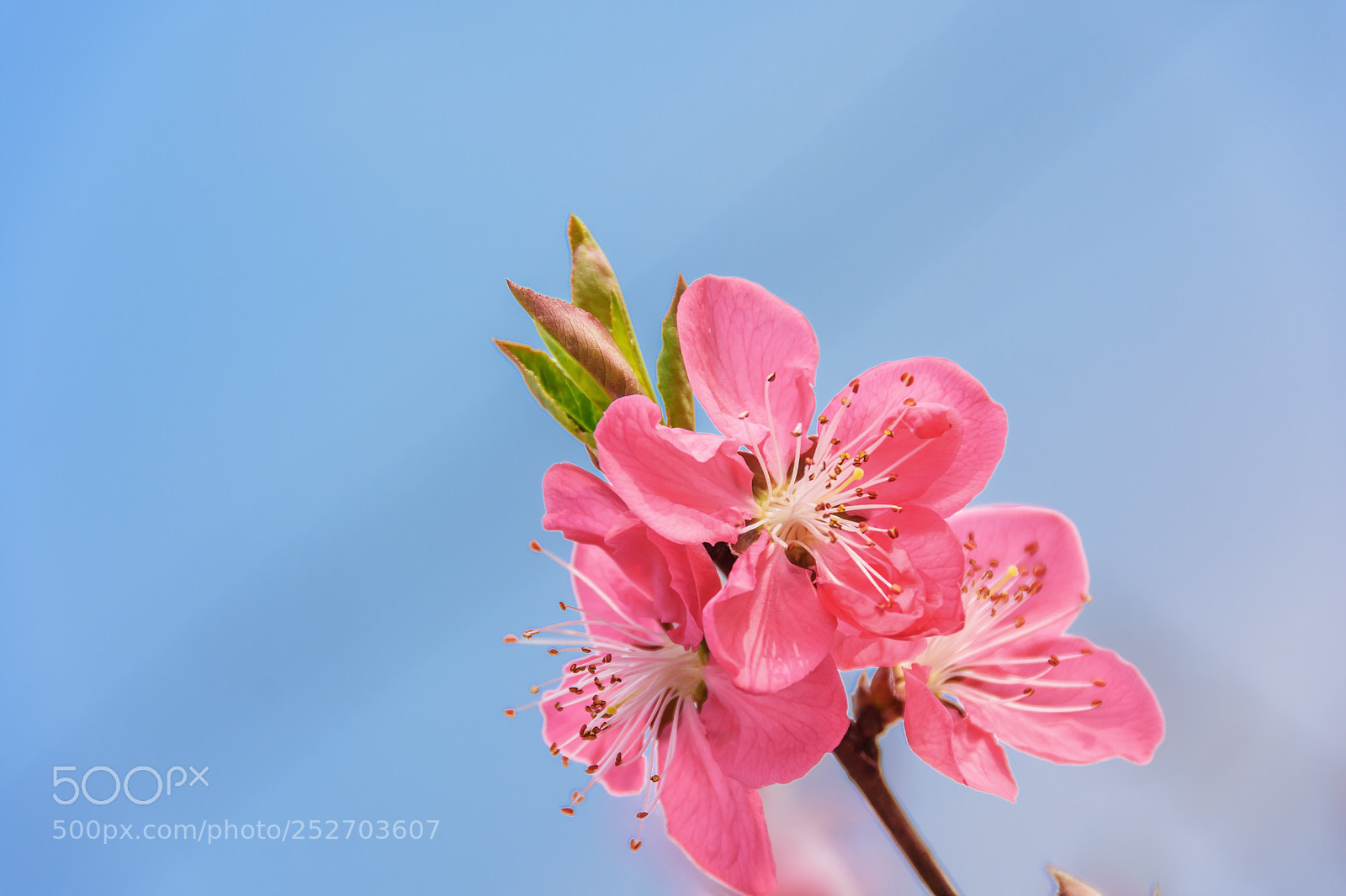 Nikon D7200 sample photo. 桃花 photography