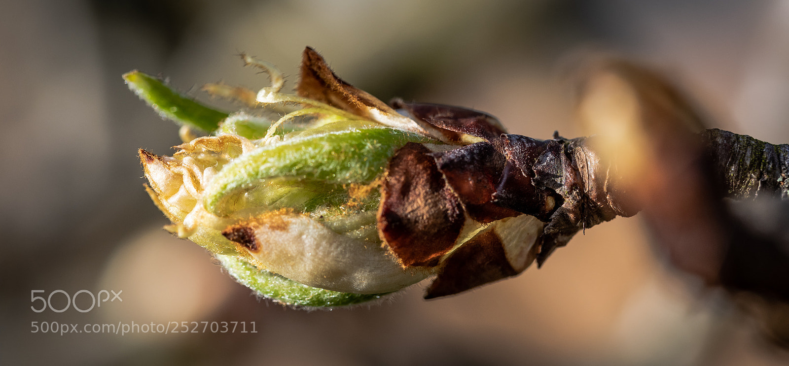 Nikon D810 sample photo. Spring 2018 -2- photography