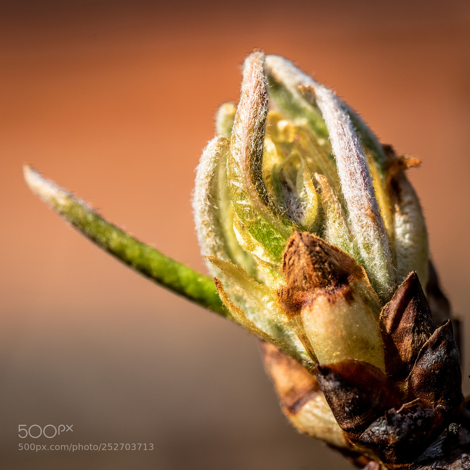 Nikon D810 sample photo. Spring 2018 -1- photography