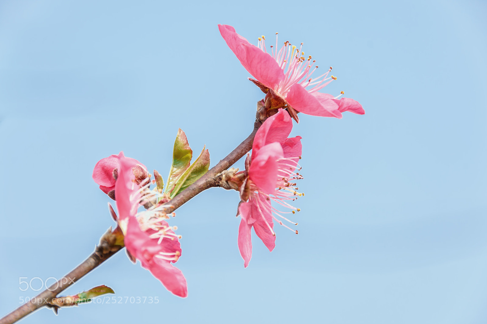 Nikon D7200 sample photo. Dsc photography
