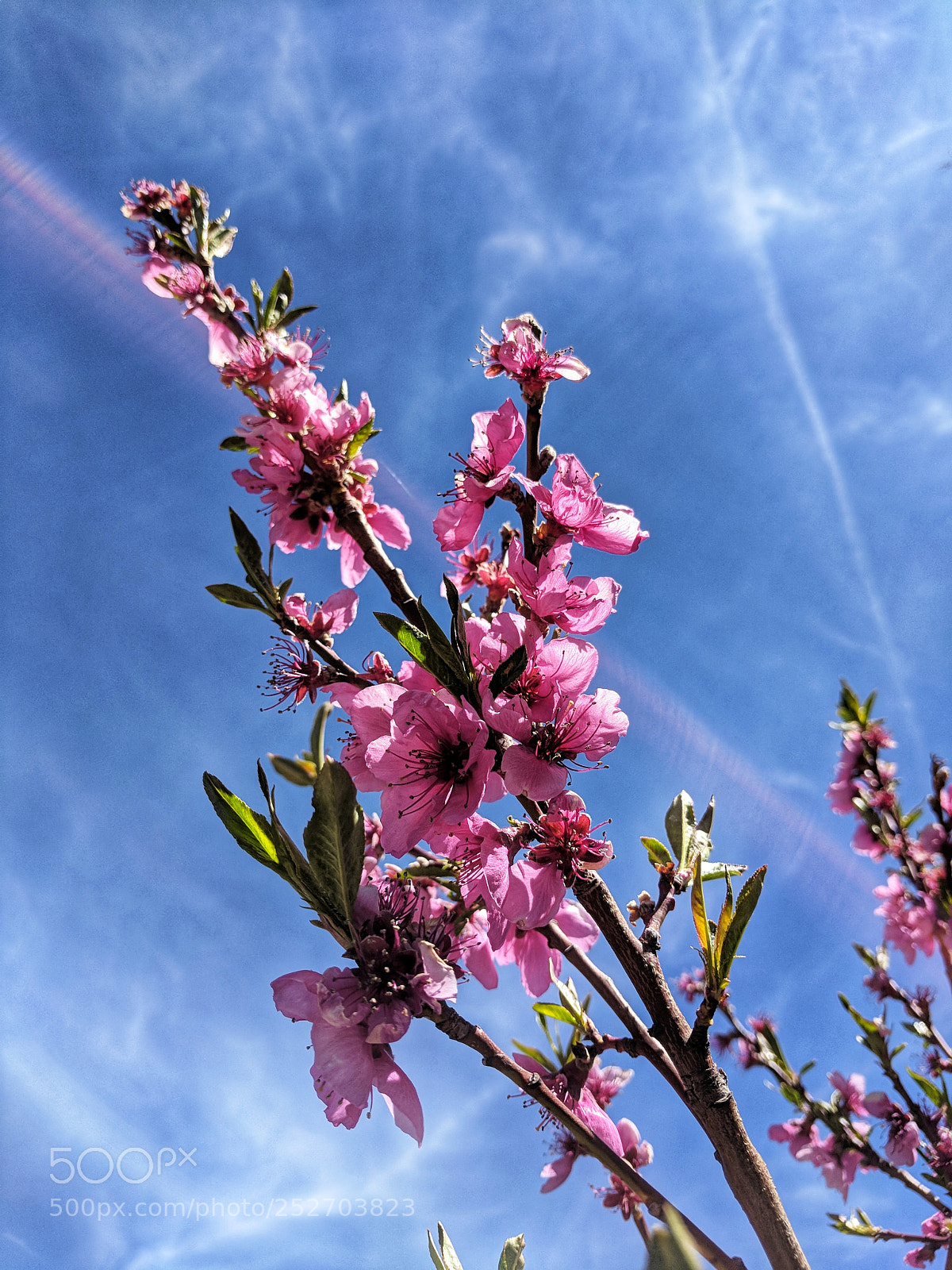 Google Pixel XL sample photo. Spring blooms photography