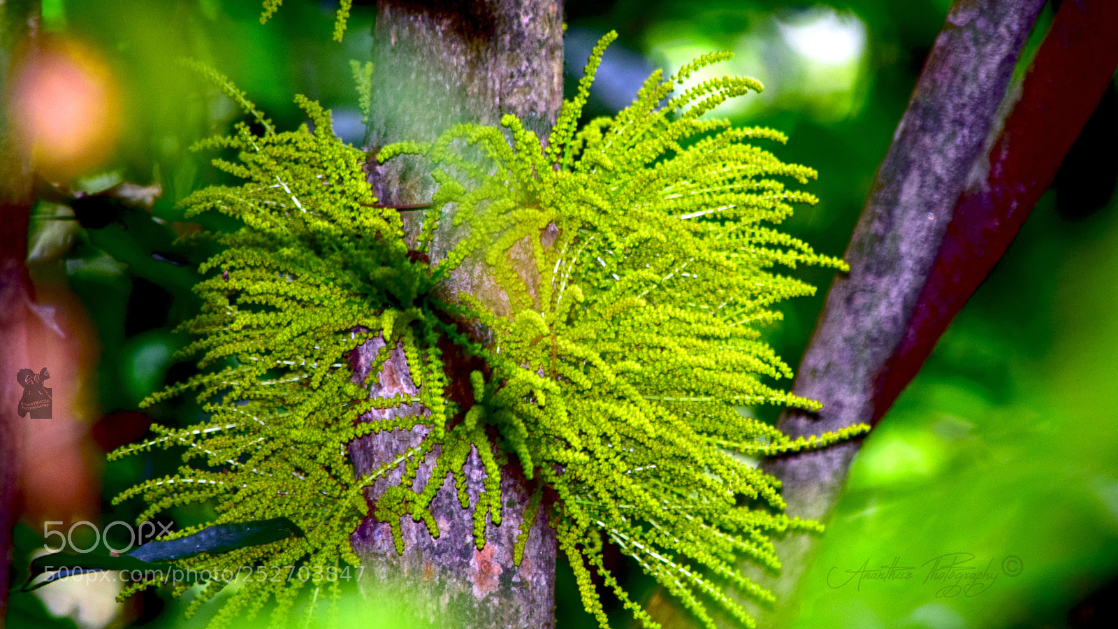Nikon D3300 sample photo. Copy photography