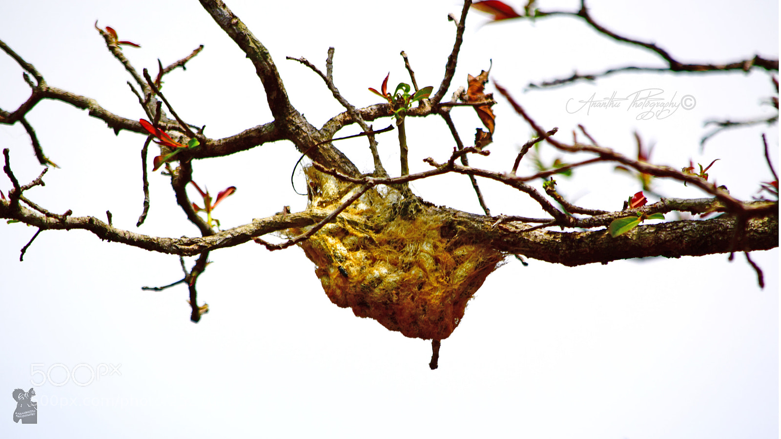 Nikon D3300 sample photo. Copy photography
