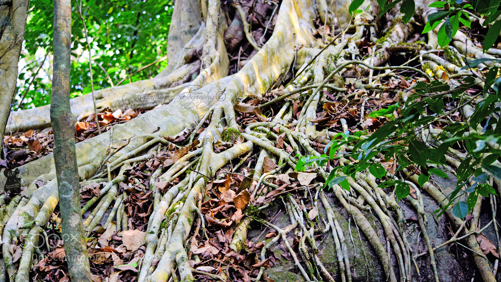 Nikon D3300 sample photo. Deep in their roots photography