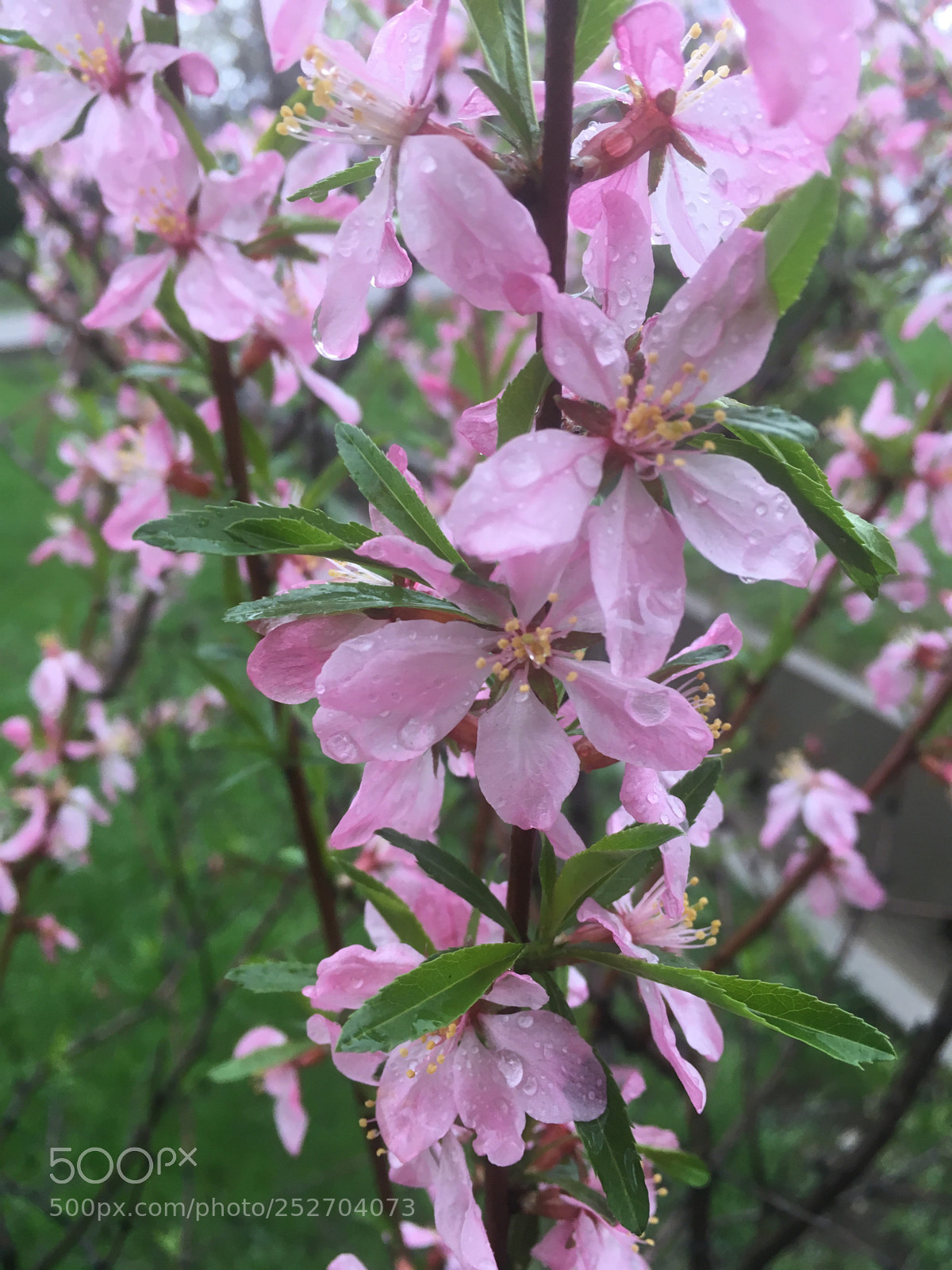 Apple iPhone SE sample photo. Spring rain 1 photography