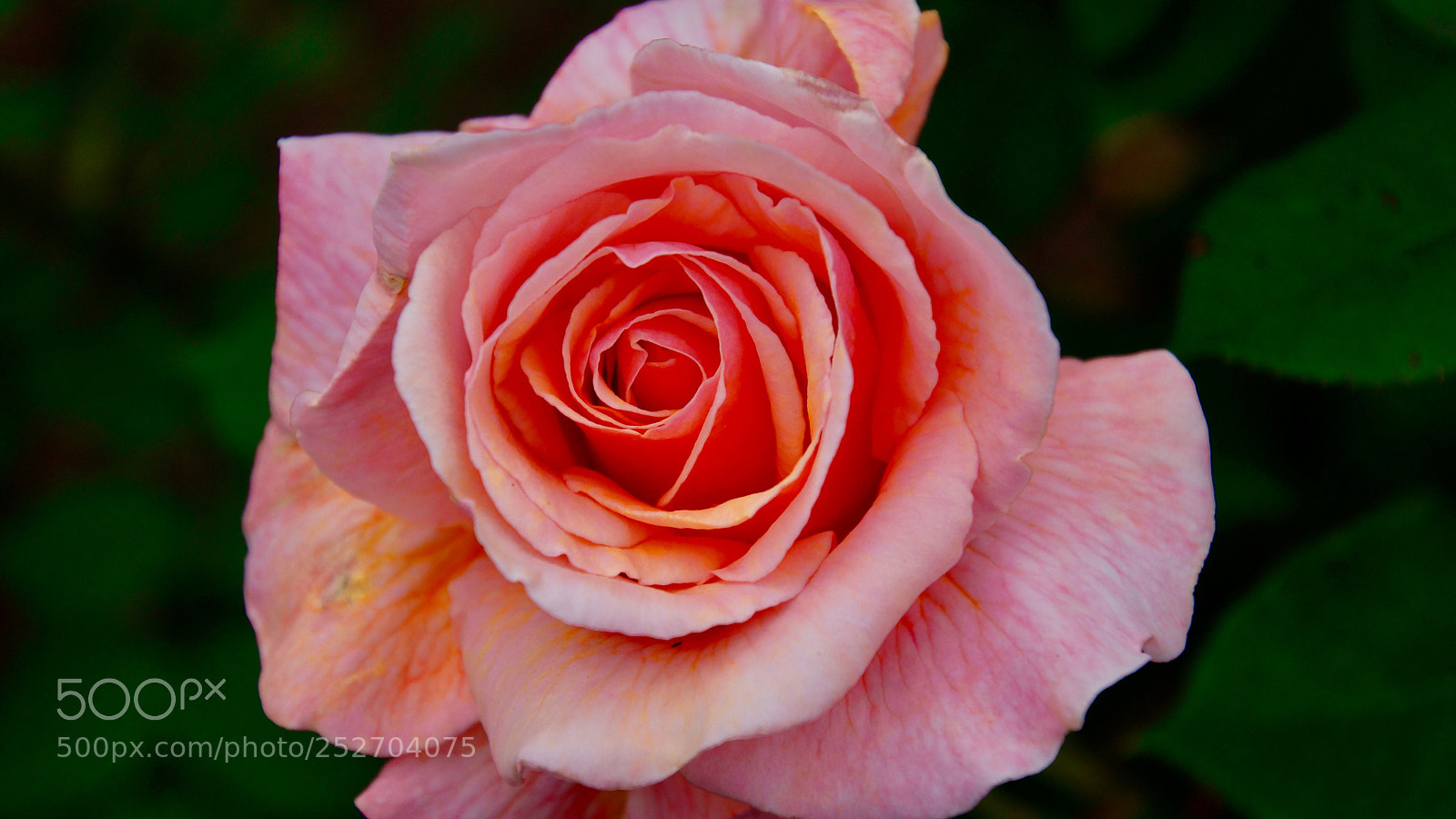 Sony SLT-A77 sample photo. Double rose photography