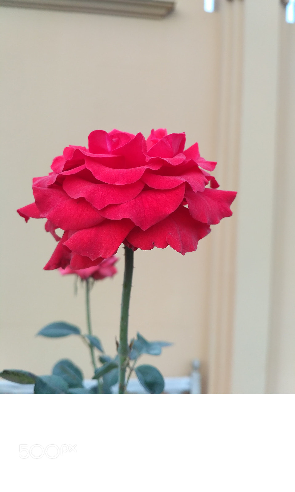 Xiaomi Redmi 3S sample photo. [] photography