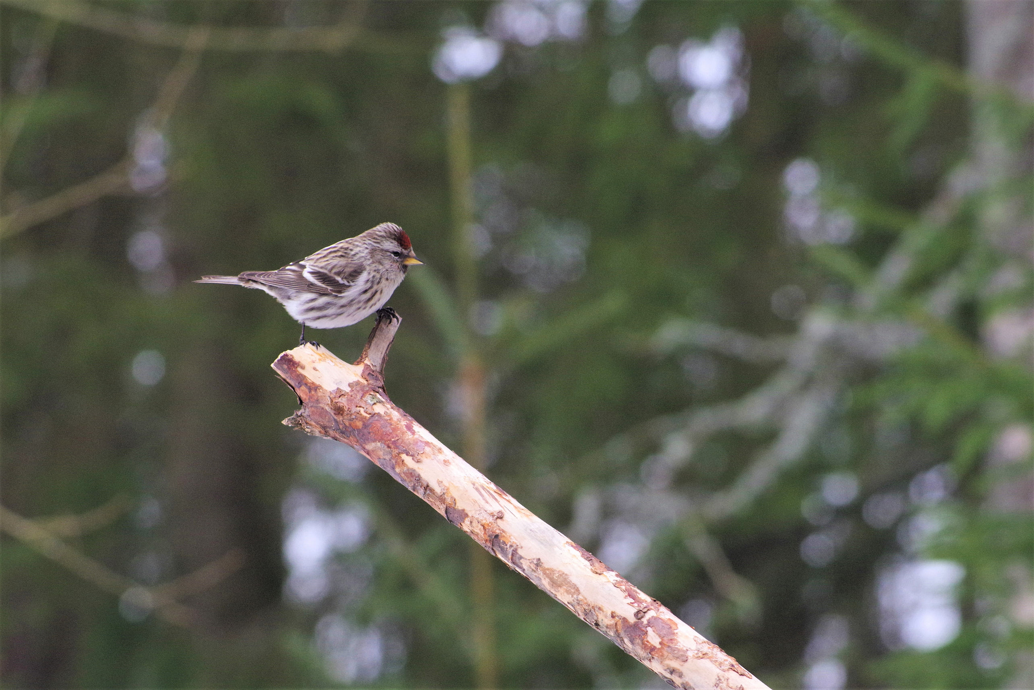 smc PENTAX-F 80-200mm F4.7-5.6 sample photo. Redpoll photography