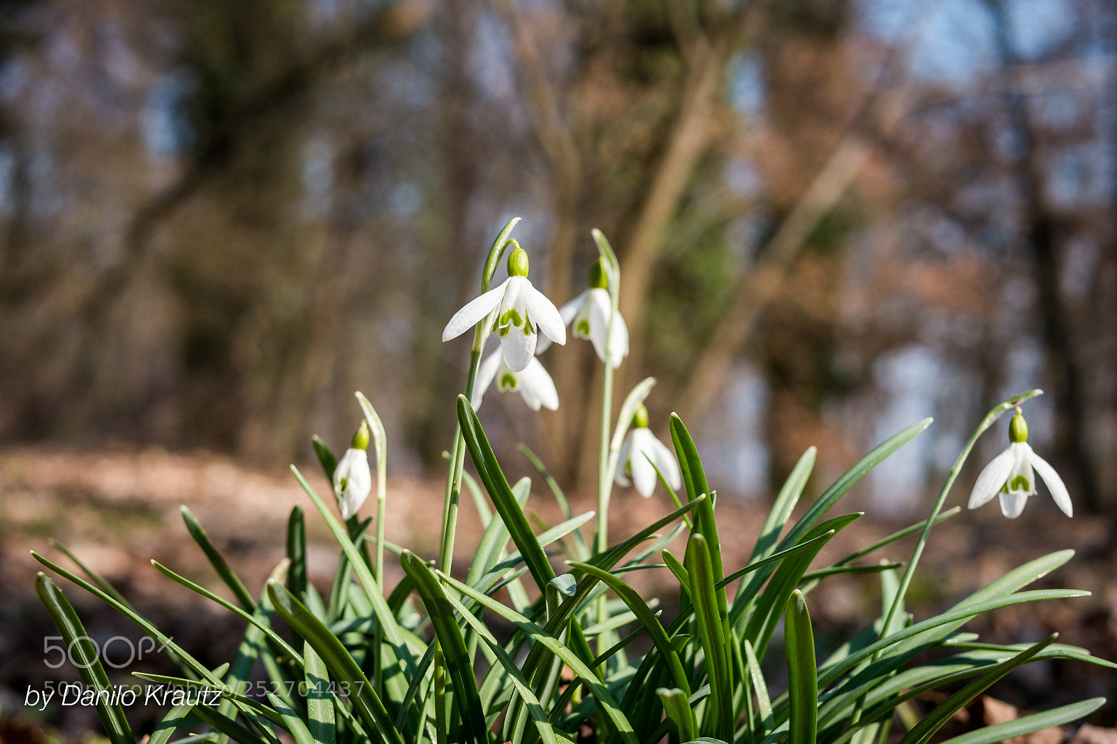 Panasonic Lumix DMC-G6 sample photo. Springtime photography