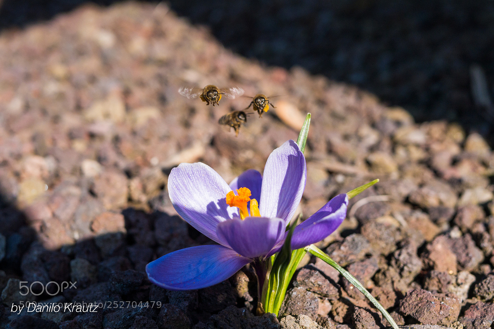 Panasonic Lumix DMC-G6 sample photo. Bees photography