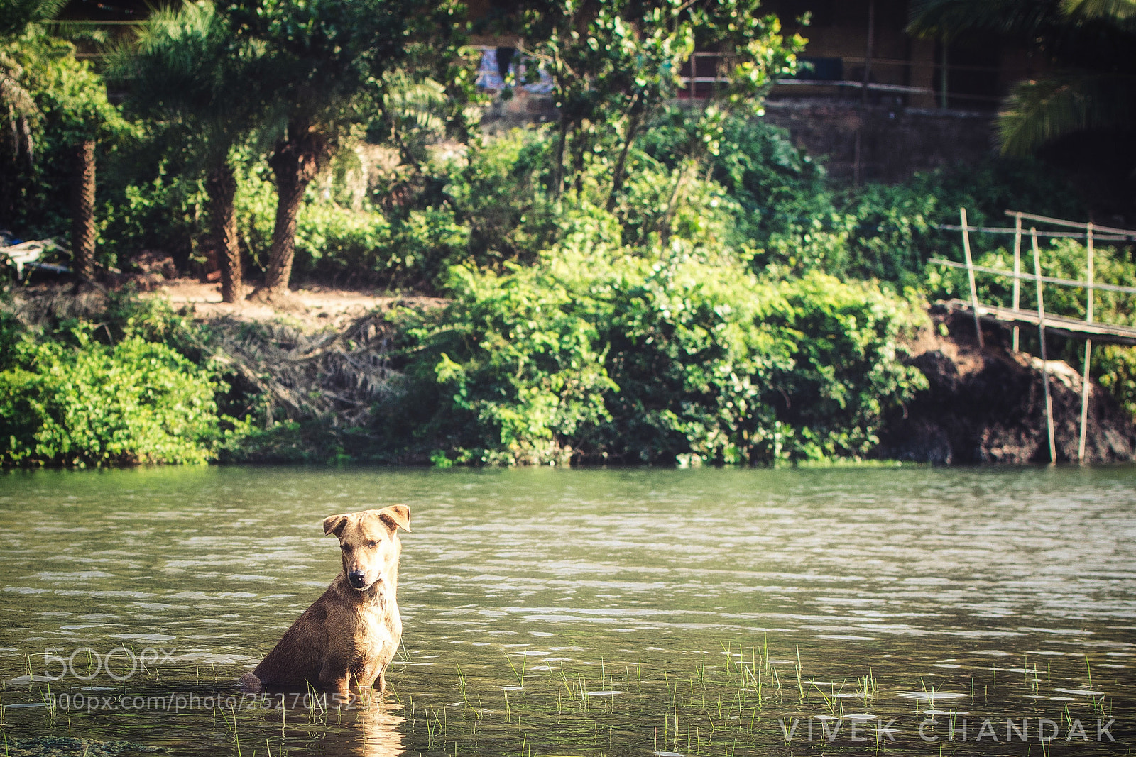 Nikon D3300 sample photo. Arambol sweet water lake photography