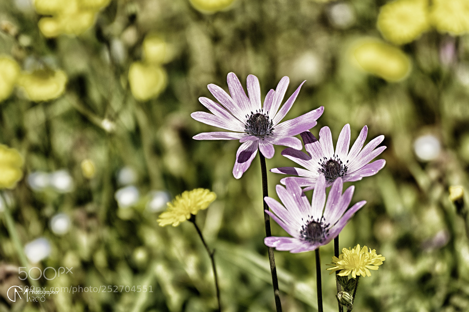 Nikon D5200 sample photo. Flowers photography