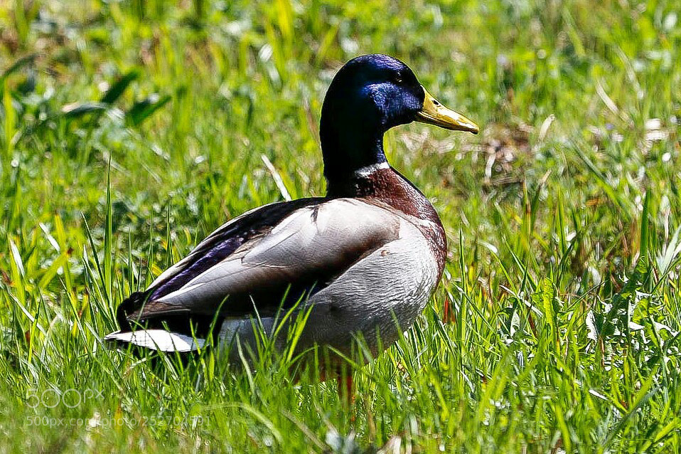 Canon EOS 7D Mark II sample photo. Untitled photography