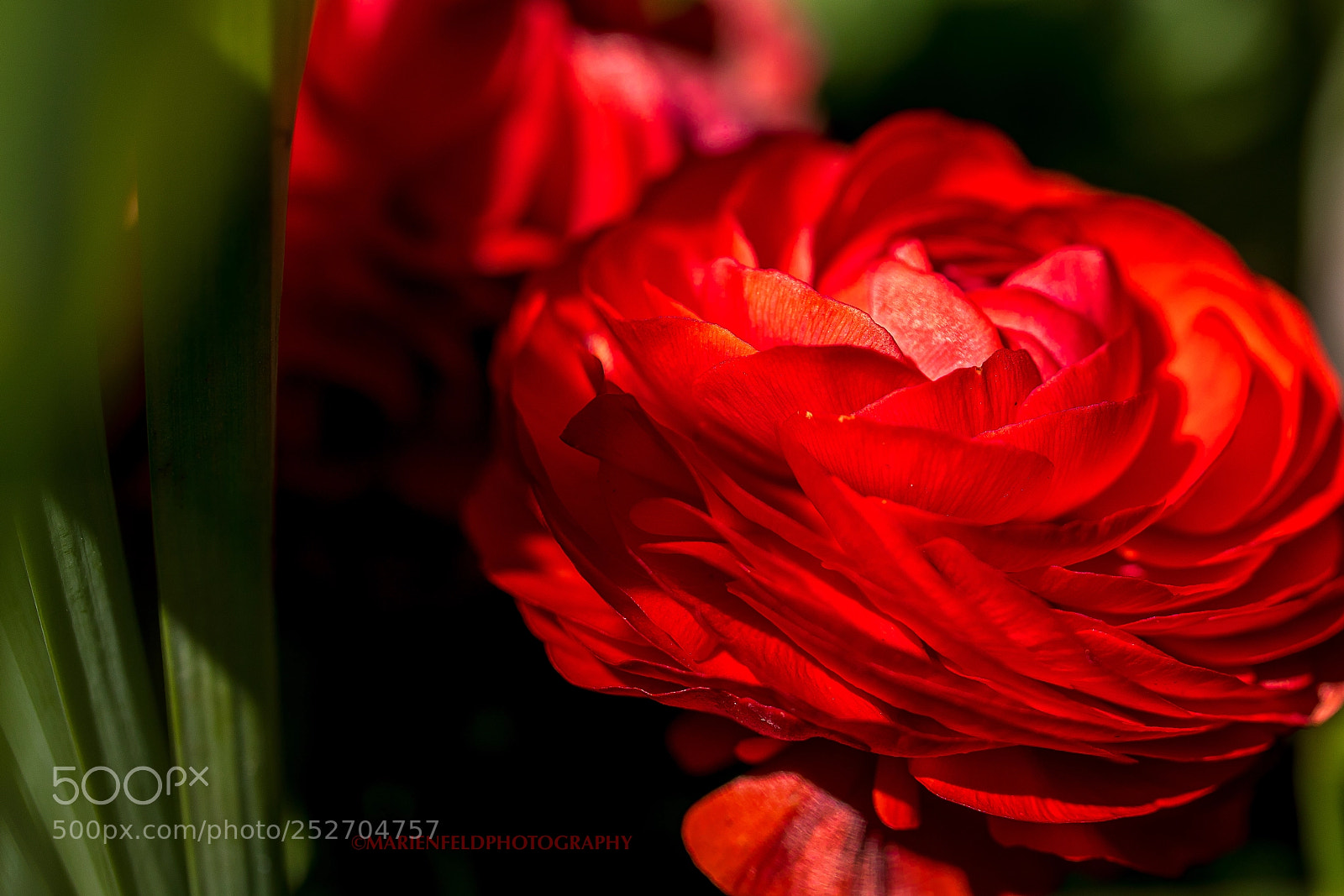Canon EOS 5D Mark IV sample photo. Red one photography