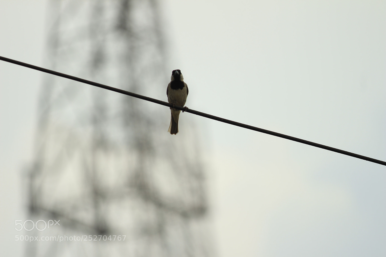 Canon EF-S 55-250mm F4-5.6 IS II sample photo. Chilling photography