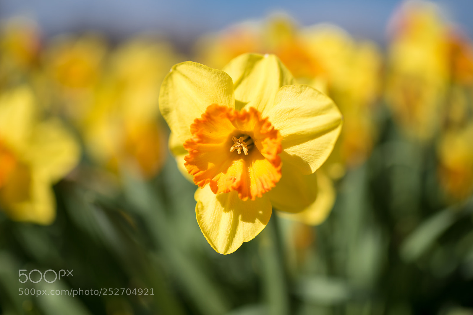 Nikon D750 sample photo. Narcissus pseudonarcissus photography