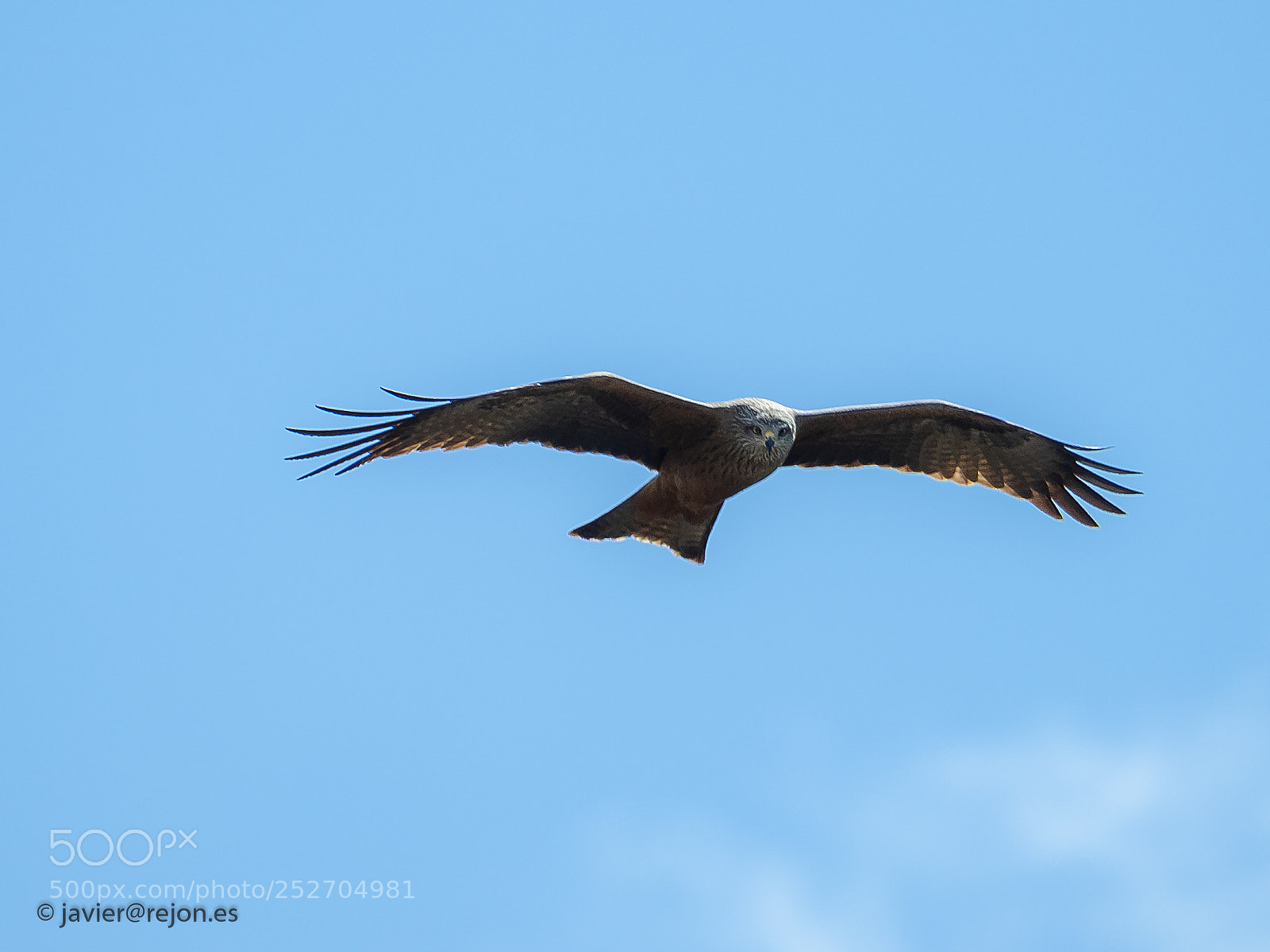Olympus OM-D E-M1 Mark II sample photo. Black kite photography