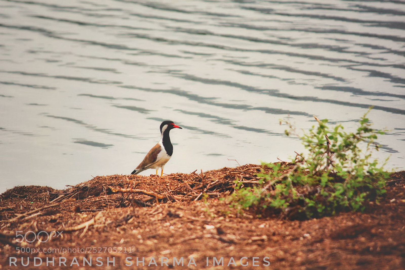 Canon EOS 700D (EOS Rebel T5i / EOS Kiss X7i) sample photo. ** bird titahari ** photography