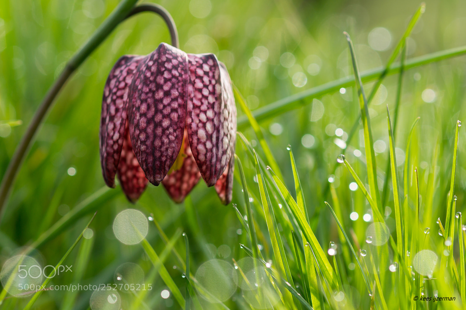 Sony SLT-A77 sample photo. Fritillaria meleagris photography
