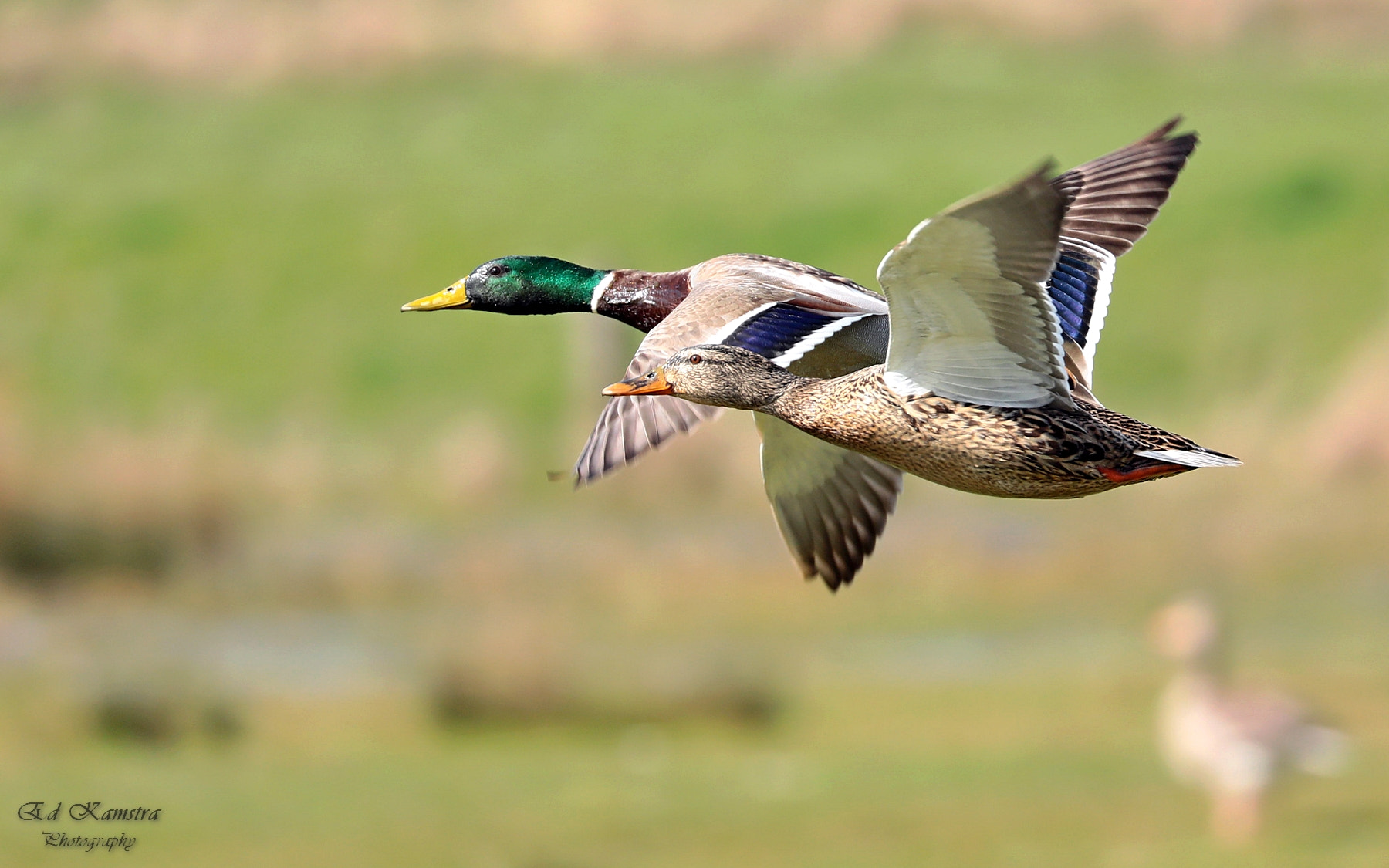 Canon EOS 5D Mark IV sample photo. The flying ducks photography