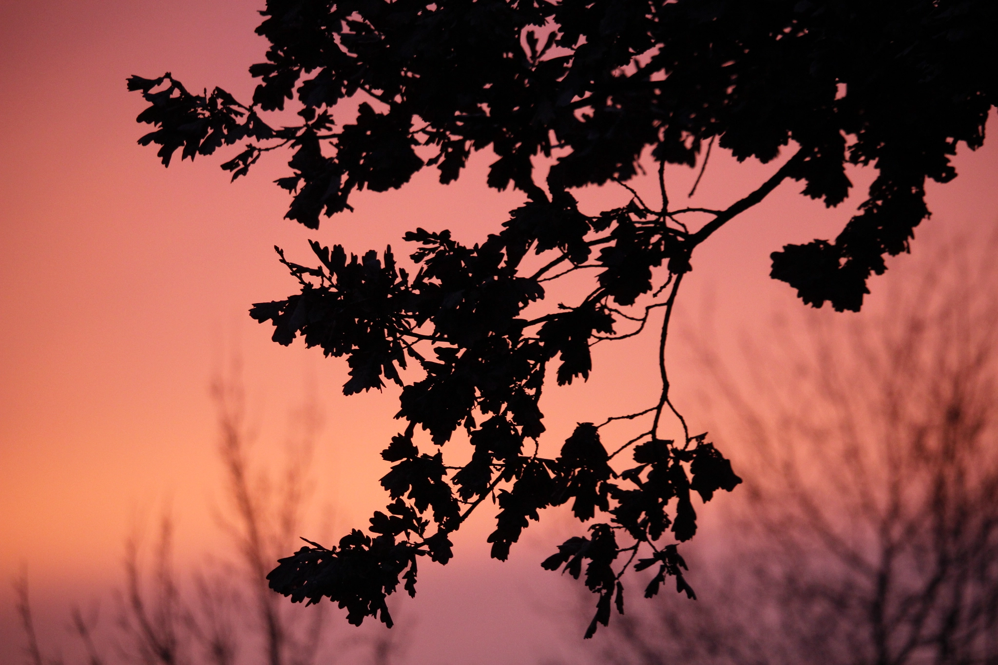 Canon EF-S 55-250mm F4-5.6 IS STM sample photo. Light photography