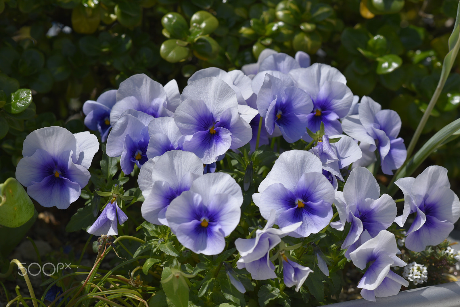 Nikon AF-S Nikkor 85mm F1.8G sample photo. Pansy photography