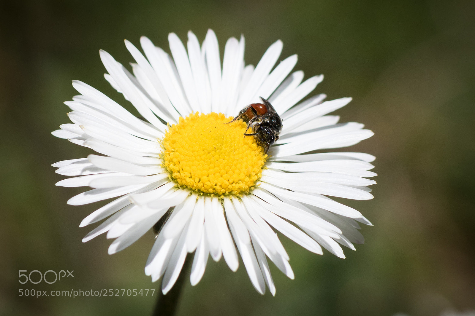 Canon EOS 750D (EOS Rebel T6i / EOS Kiss X8i) sample photo. Macro fiore photography