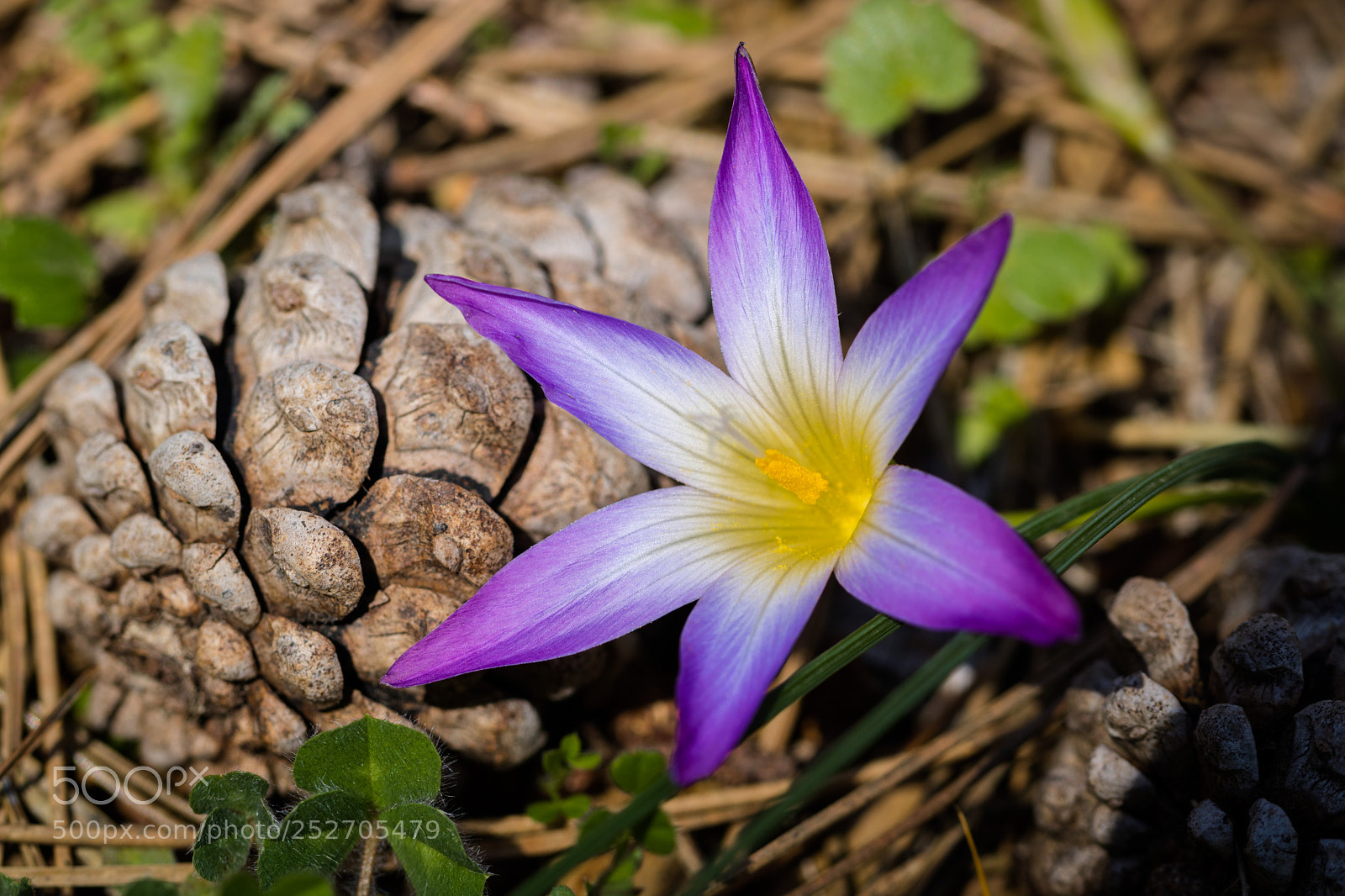 Canon EOS 750D (EOS Rebel T6i / EOS Kiss X8i) sample photo. Macro fiore photography