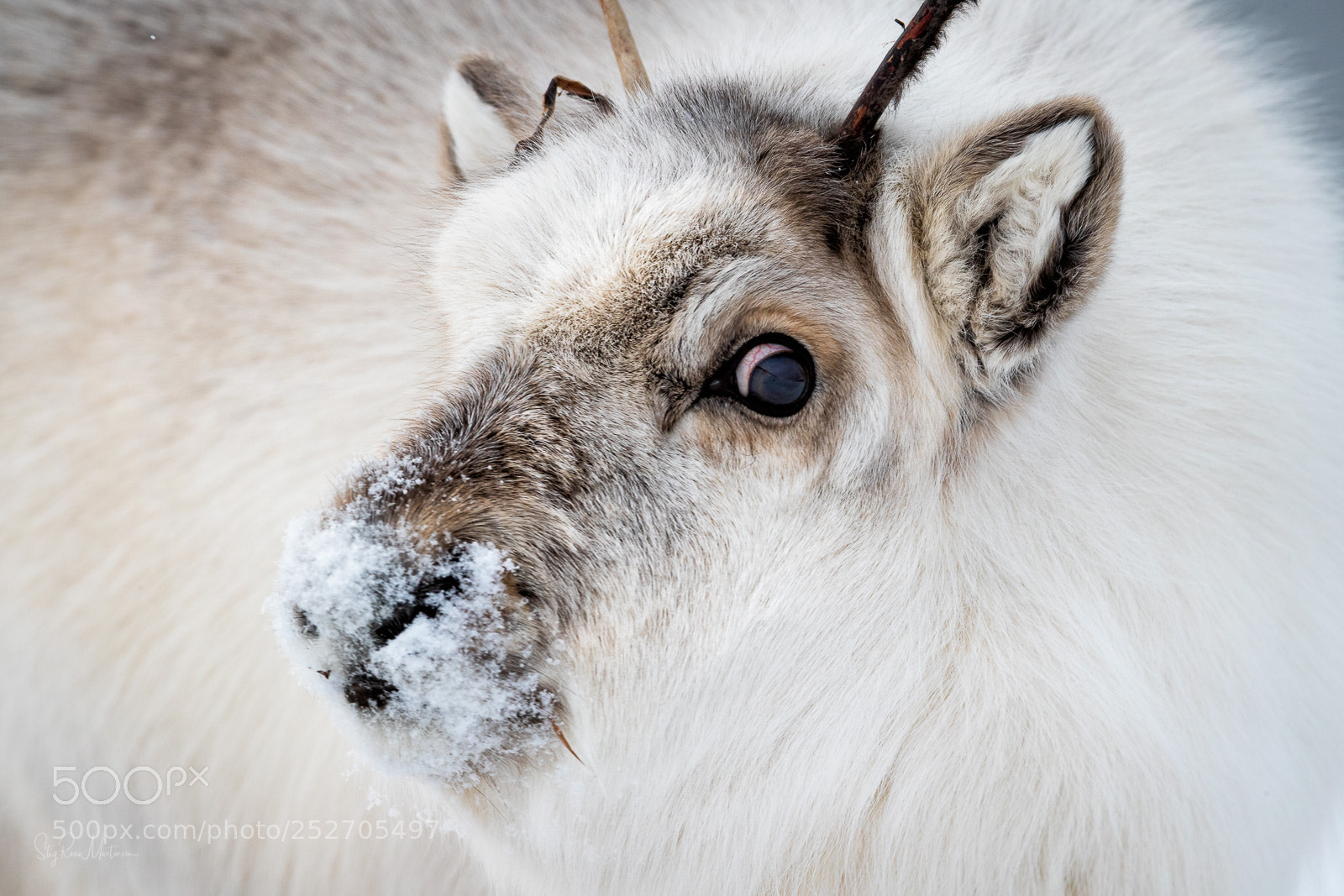 Canon EOS-1D X Mark II sample photo. Svalbardrein photography