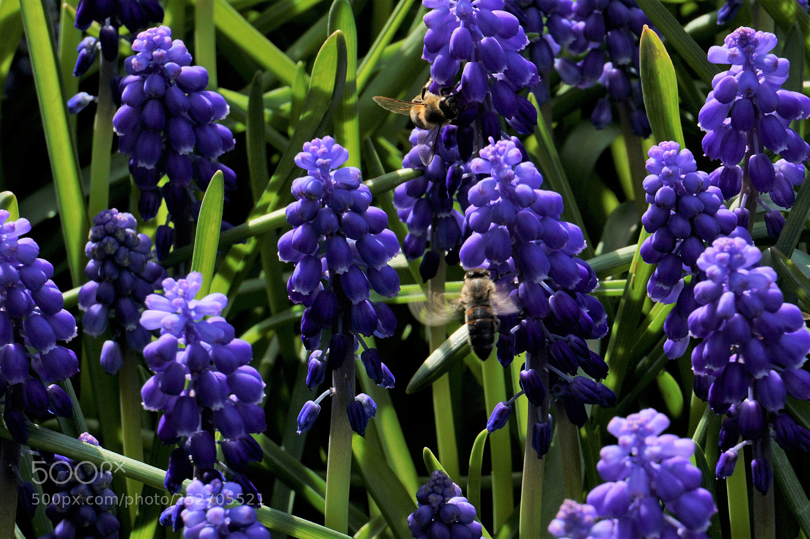 Sony a6000 sample photo. The bees and the photography