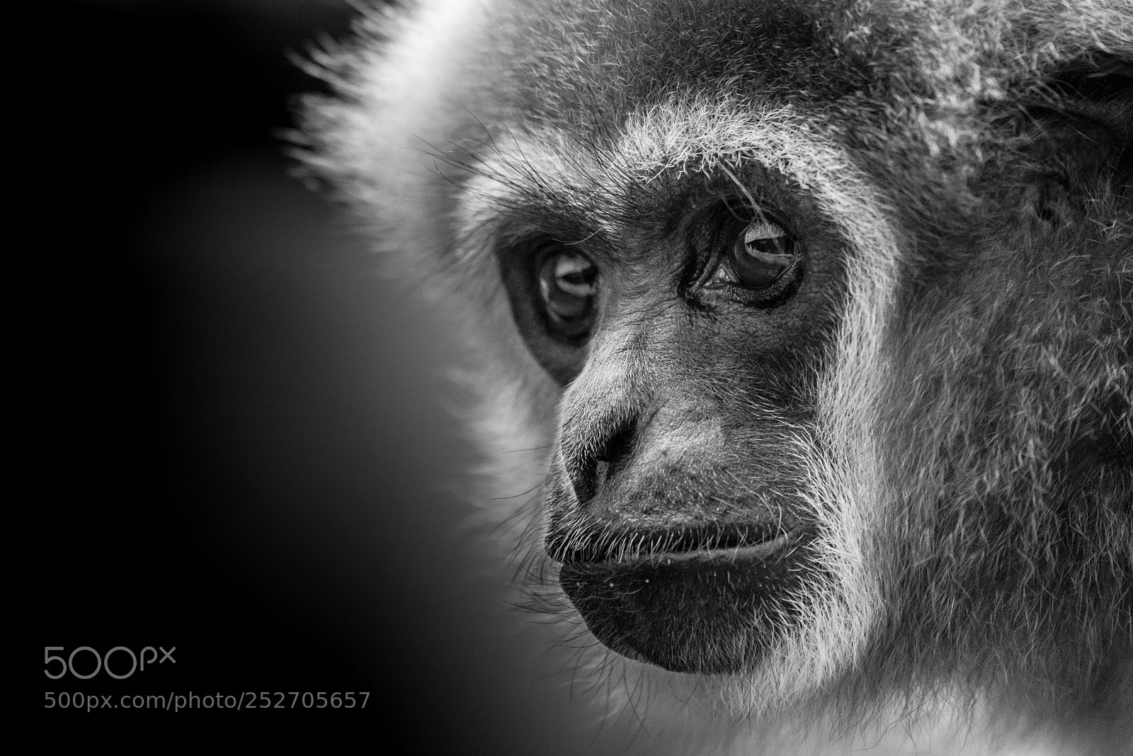 Sony a7R III sample photo. A different zoo picture photography