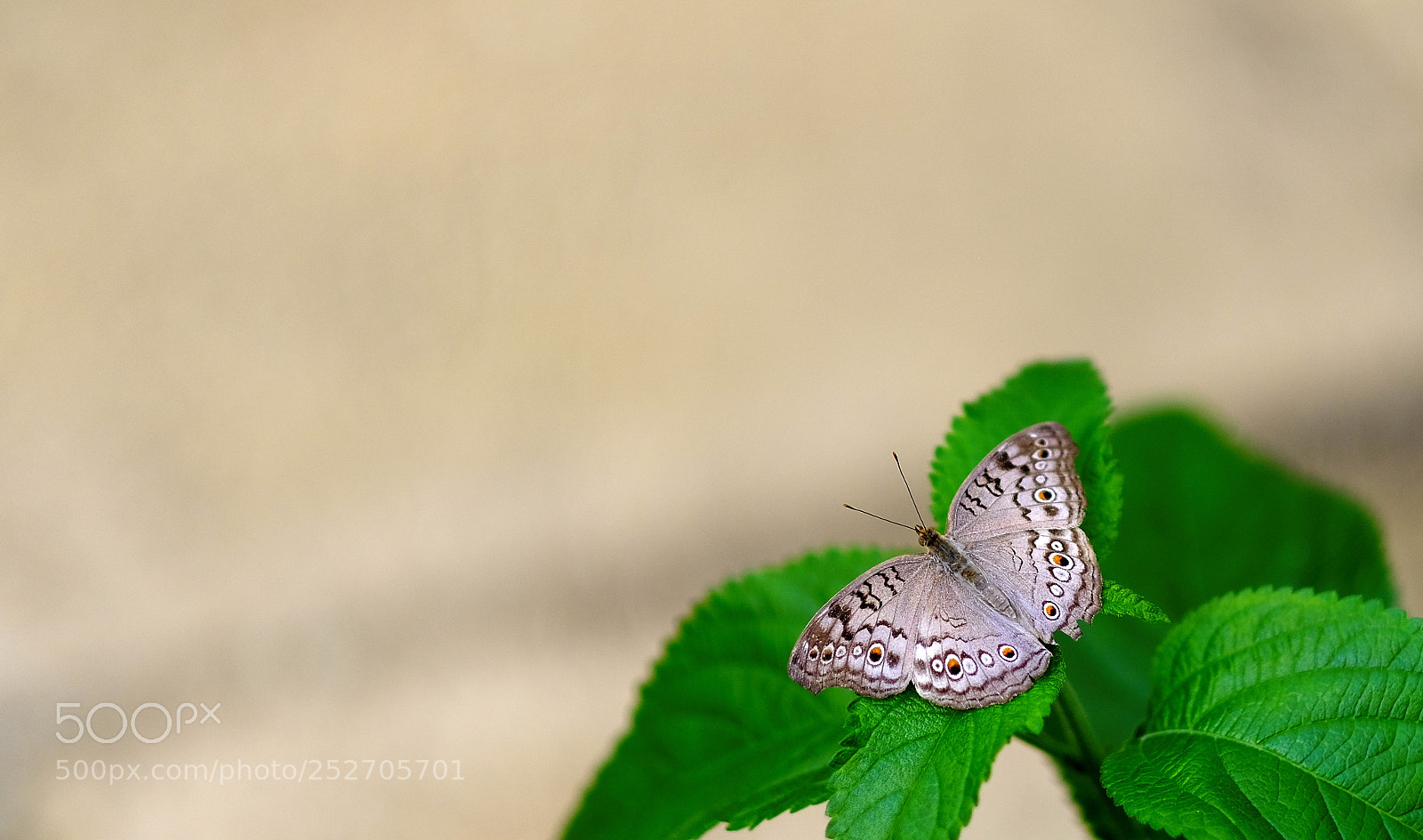 Fujifilm X-H1 sample photo. Resting beauty photography