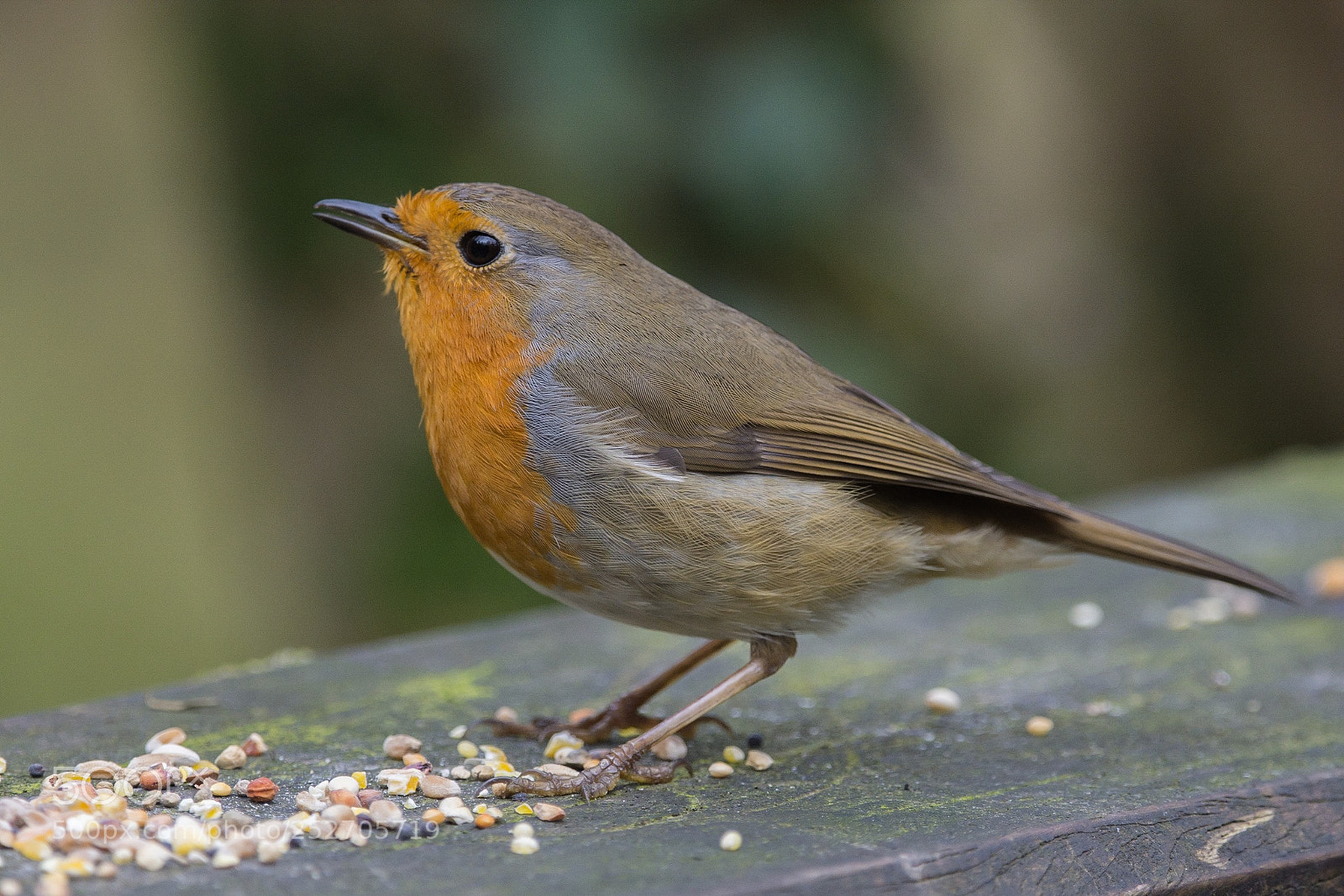 Nikon D7200 sample photo. Erithacus rubecula ix photography